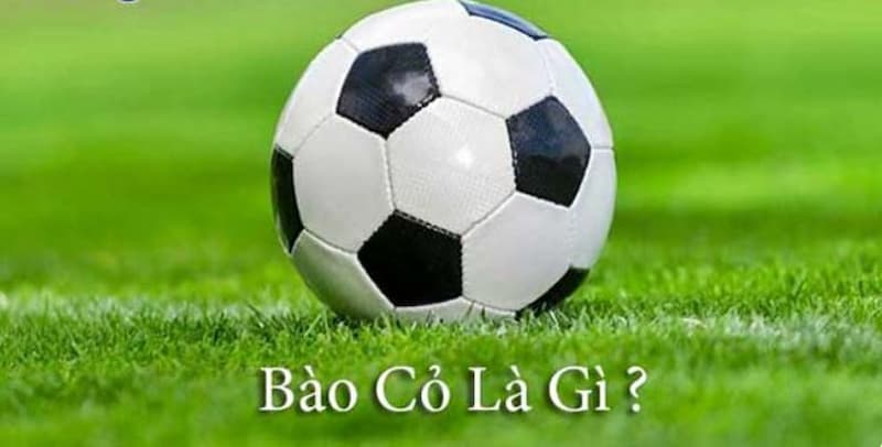 Bào cỏ là gì? Bật mí kinh nghiệm bào cỏ kiếm tiền hiệu quả